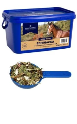 Dodson And Horrell Echinacea