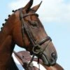 Collegiate Syntovia+ Padded Raised Flash Bridle (Brown)