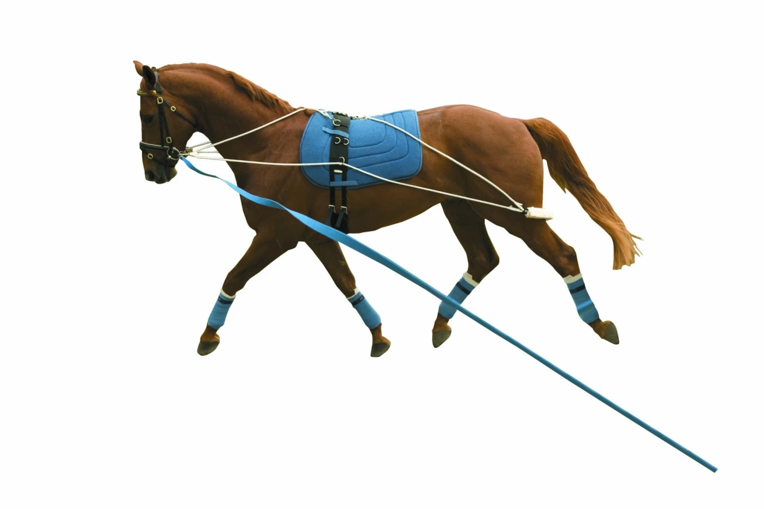 Kincade Lunging Training System - Image 2