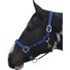 Hy Grand Prix Head Collar (Navy)