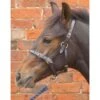 Hy Leather Foal Head Collar (Brown)