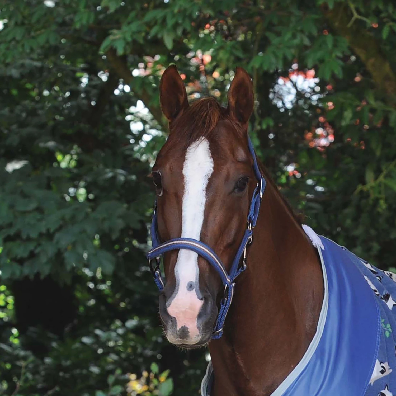 Weatherbeeta Coordinate Headcollar (Dark Blue/Brown/Grey) - Image 2