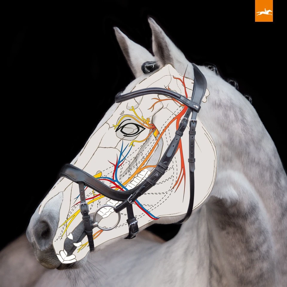 Schockemohle Equitus Alpha Anatomic Bridle - Image 3