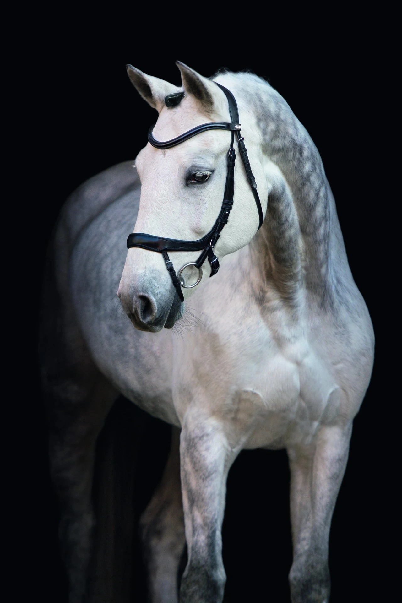 Schockemohle Equitus Alpha Anatomic Bridle - Image 4