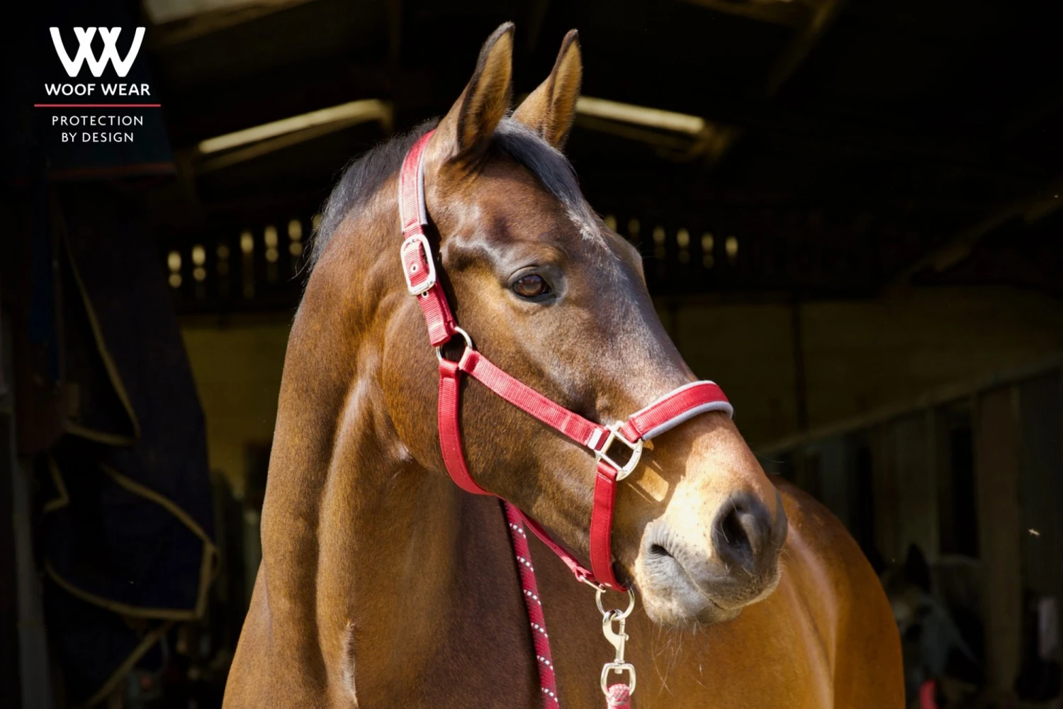 Woof Wear Contour Head Collar (Shiraz) - Image 3