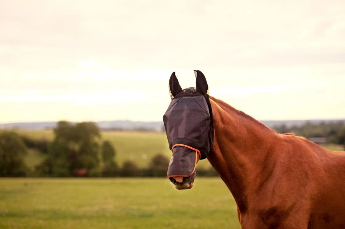 Equilibrium Field Relief Fly Mask Max (Black/Orange) - Image 3